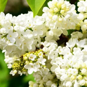 Lilac Plant - Live Outdoor Tree/Bush - Fragrant Flowers - Well Rooted