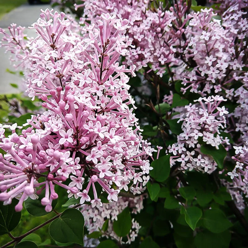 Lilac Plant Live Plant for Planting Outdoors - Lilac Tree Live Plant, Lilac Bushes Live Plant