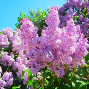 Lilac Plant Live Plant for Planting Outdoors - Lilac Tree Live Plant, Lilac Bushes Live Plant