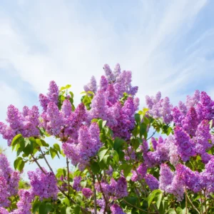 Lilac Plant Live Plant for Planting Outdoors - Lilac Tree Live Plant, Lilac Bushes Live Plant