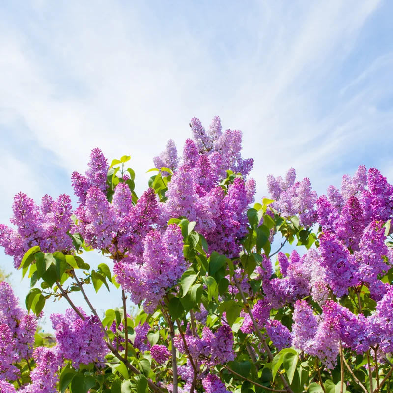 Lilac Plant Live Plant for Planting Outdoors - Lilac Tree Live Plant, Lilac Bushes Live Plant