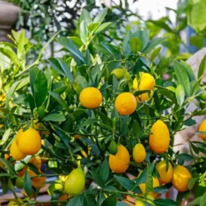 Limequat Tree - 2 to 3 Feet Tall - Citrus Hybrid Plant