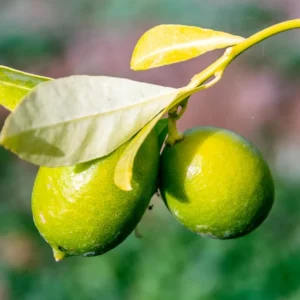 Limequat Tree - 2 to 3 Feet Tall - Citrus Hybrid Plant