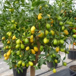 Limequat Tree - 2 to 3 Feet Tall - Citrus Hybrid Plant