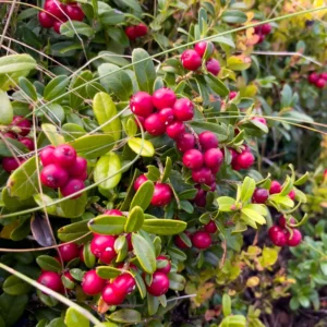 Lingonberry Plant - Garden Ready - Red Berries - 4 Inch Potted Plant