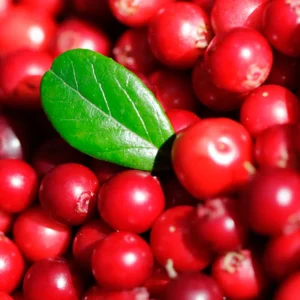 Lingonberry Plant - Garden Ready - Red Berries - 4 Inch Potted Plant