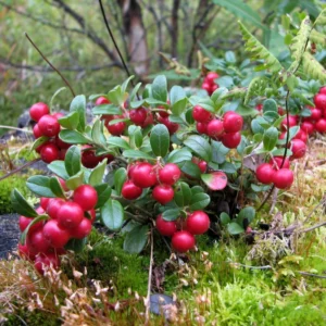 Lingonberry Plant - Garden Ready - Red Berries - 4 Inch Potted Plant