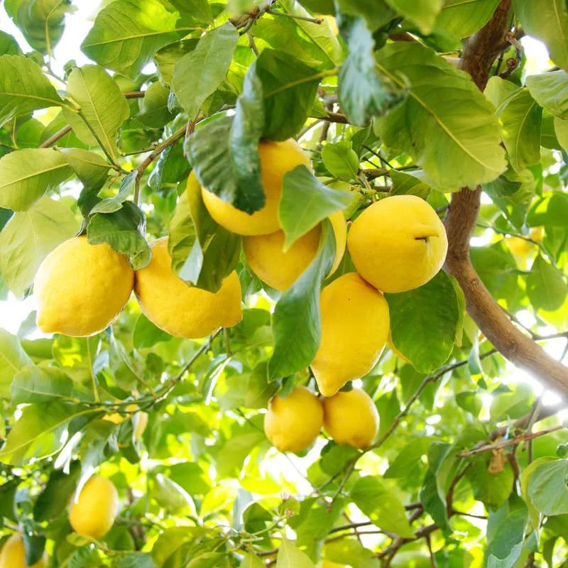Lisbon Lemon Tree - 2 to 3 Feet - Fruit Tree - Garden Ready