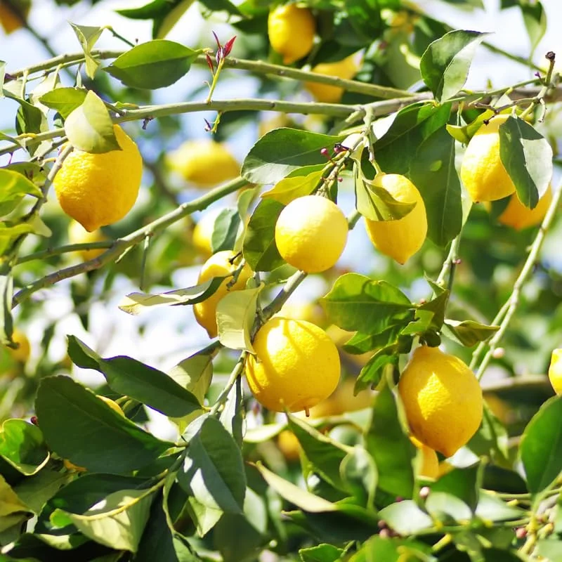 Lisbon Lemon Tree - 2 to 3 Feet - Fruit Tree - Garden Ready