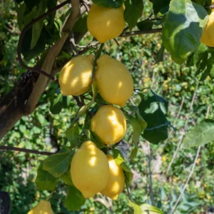 Lisbon Lemon Tree - 2 to 3 Feet - Fruit Tree - Garden Ready