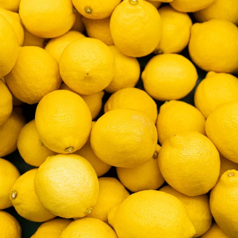 Lisbon Lemon Tree - 2 to 3 Feet - Fruit Tree - Garden Ready