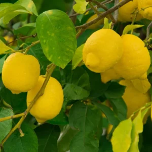 Lisbon Lemon Tree - 2 to 3 Feet Tall - Citrus Fruit Tree