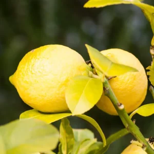 Lisbon Lemon Tree - 2 to 3 Feet Tall - Citrus Fruit Tree