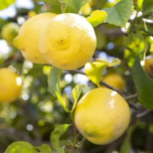 Lisbon Lemon Tree - 2 to 3 Feet Tall - Citrus Fruit Tree