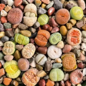 Lithops Live Plants Mix - Colorful Succulents - Living Stones - 20 Count