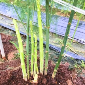 Live Asparagus Plants - 12 Bare Root Crowns Vegetable Plants Starter