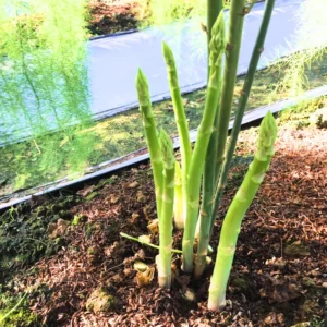 Live Asparagus Plants - 12 Bare Root Crowns Vegetable Plants Starter