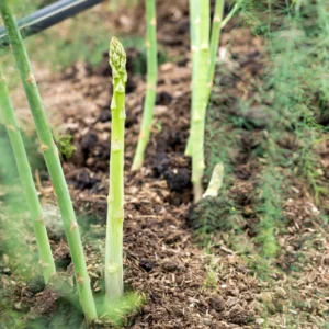 Live Asparagus Plants - 12 Bare Root Crowns Vegetable Plants Starter