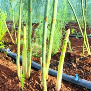 Live Asparagus Plants - 6 Pack - Planting Ready - Garden Vegetable Starts