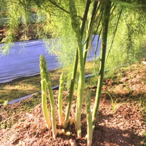 Live Asparagus Plants - 6 Pack - Planting Ready - Garden Vegetable Starts