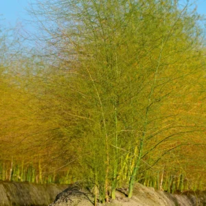 Live Asparagus Plants - 6 Pack - Planting Ready - Garden Vegetable Starts