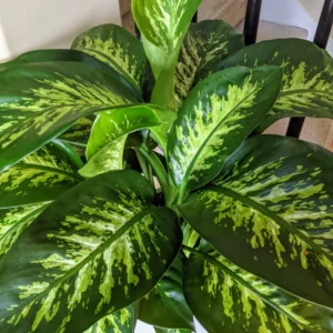 Live Dieffenbachia Plant 5-7 Inches Tall Indoor Houseplant No Pot