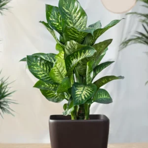 Live Dieffenbachia Plant 5-7 Inches Tall Indoor Houseplant No Pot