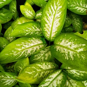 Live Dieffenbachia Plant 5-7 Inches Tall Indoor Houseplant No Pot