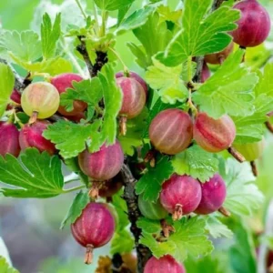 Live Gooseberry Plant - Pixwell Gooseberry Bush, 6-12 Inch Starter Bareroots for Planting Outdoors