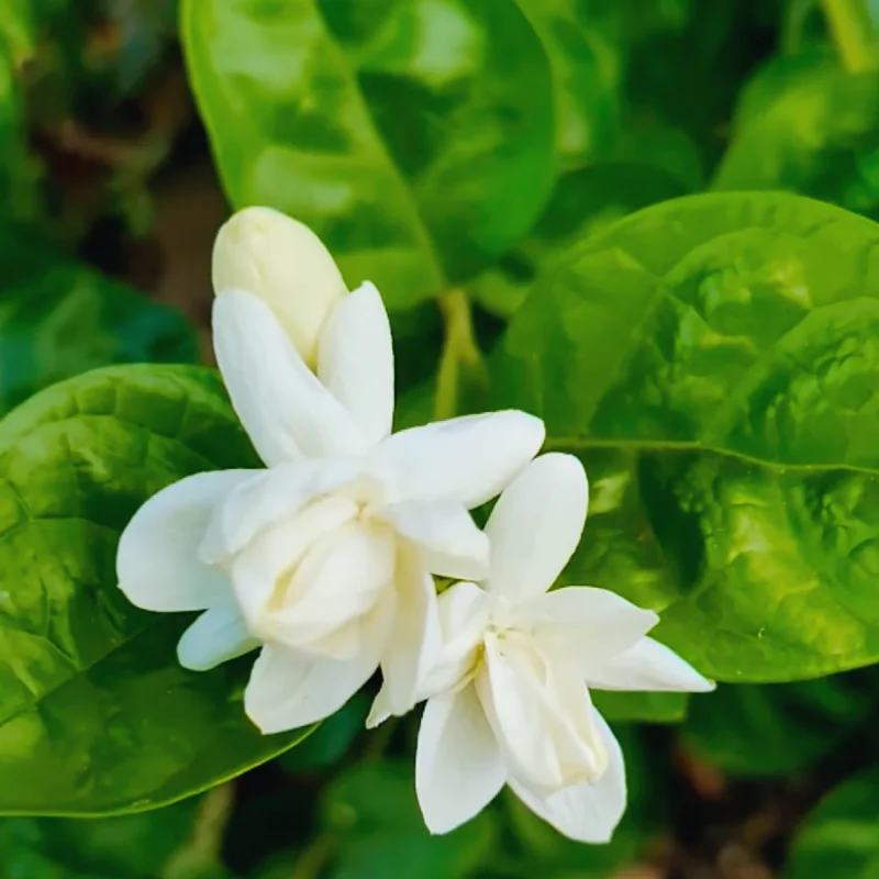 Live Jasmine Plants Set - 3 Sambac Arabian Jasmine Plants 5-7 Inches Indoor/Outdoor