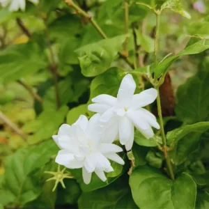 Live Jasmine Plants Set - 3 Sambac Arabian Jasmine Plants 5-7 Inches Indoor/Outdoor