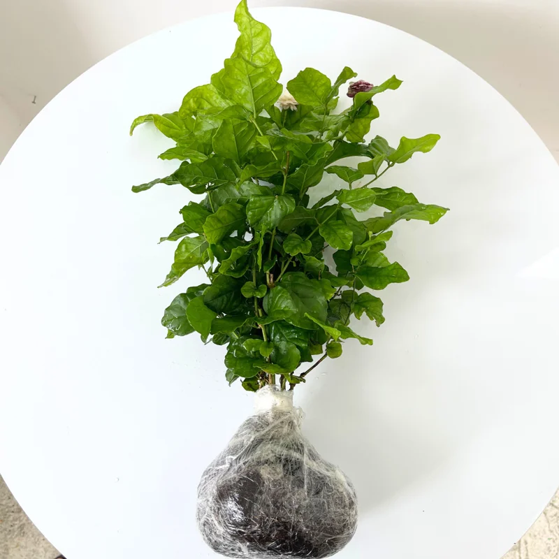 Live Jasmine Plants Set - 3 Sambac Arabian Jasmine Plants 5-7 Inches Indoor/Outdoor