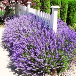 Live Lavender Plant - Edible Herb - Indoor/Outdoor - Beautiful Fragrance