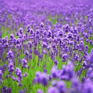 Live Lavender Plant - Edible Herb - Indoor/Outdoor - Beautiful Fragrance