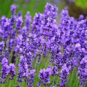 Live Lavender Plant - Edible Herb - Indoor/Outdoor - Beautiful Fragrance