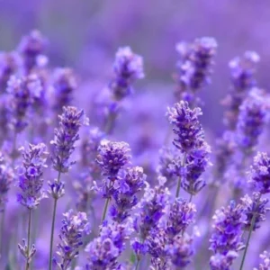 Live Lavender Plant - Edible Herb - Indoor/Outdoor - Beautiful Fragrance