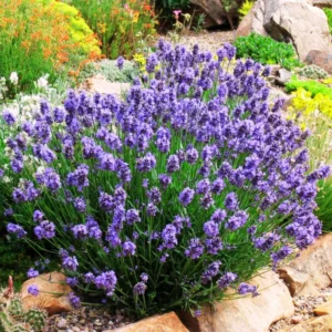 Live Lavender Plant - Edible Herb - Indoor/Outdoor - Beautiful Fragrance