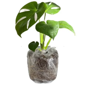 Live Monstera Deliciosa Indoor Plant 5-6 Inches Height - No Pot Included