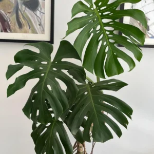 Live Monstera Deliciosa Indoor Plant 5-6 Inches Height - No Pot Included