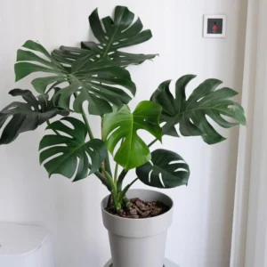 Live Monstera Deliciosa Indoor Plant 5-6 Inches Height - No Pot Included