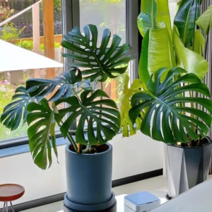 Live Monstera Deliciosa Indoor Plant 5-6 Inches Height - No Pot Included