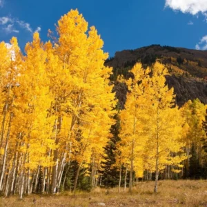 Live Quaking Aspen Plant - 8-16 Inch Potted Seedlings for Outdoor Garden