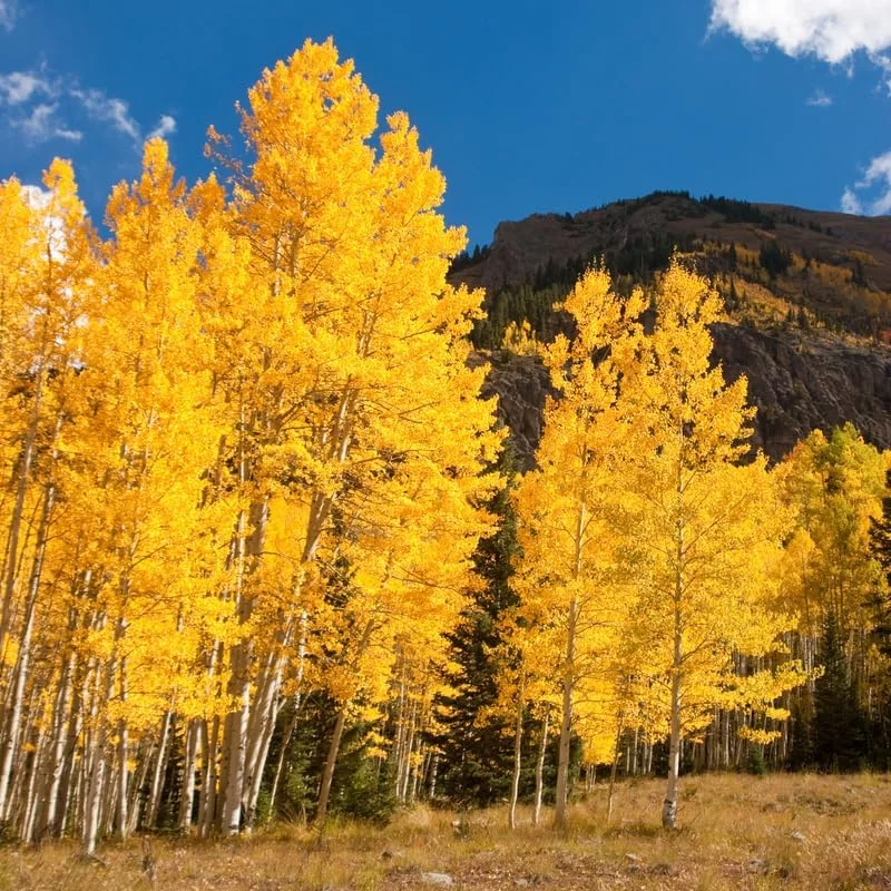 Live Quaking Aspen Plant - 8-16 Inch Potted Seedlings for Outdoor Garden