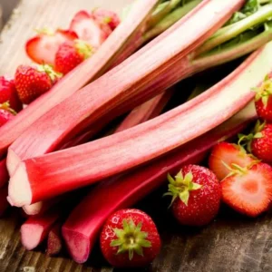 Live Rhubarb Plant Division - Large Red Root Crown for Planting