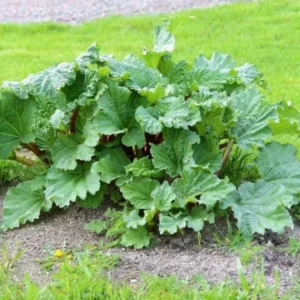 Live Rhubarb Root Division - 2 Year Old Plant for Planting Outdoors