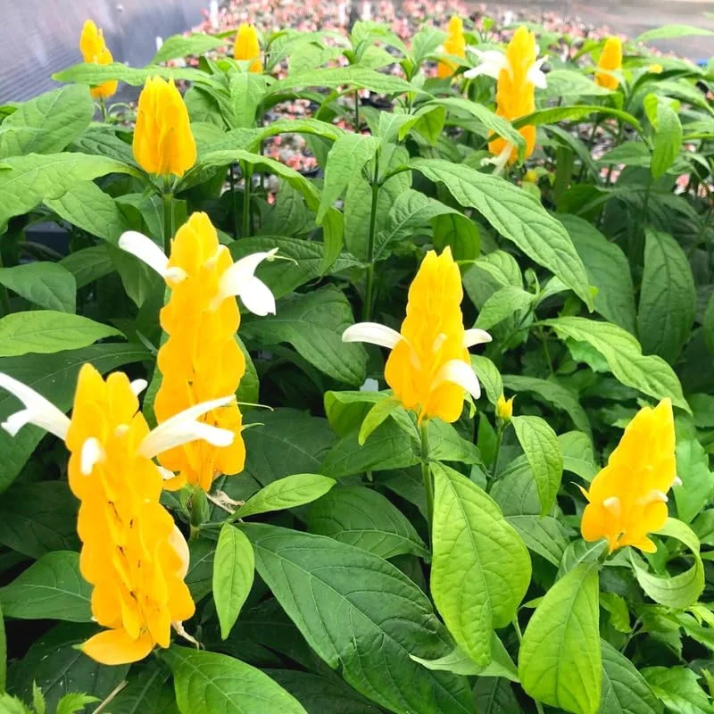 Live Shrimp Plant - 2 Live Plants, 3-5 Inch, Yellow Pot - Indoor/Outdoor