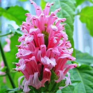 Live Shrimp Plant for Growing - 4-6 Inch Tall Pink Shrimp Plant - Indoor/Outdoor