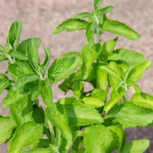 Live Stevia Plant 2-Pack - Sweetleaf Stevia in 4 Inch Pot - Garden Ready Seedlings