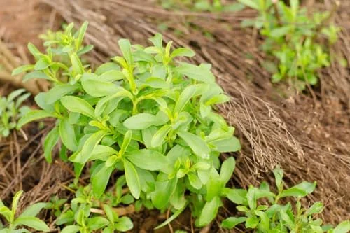 Live Stevia Plant 4-Pack - Sweetleaf Stevia Seedlings - 4 Inch Pot