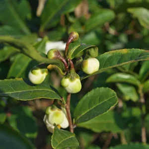 Live Tea Plant - Camellia Sinensis - Set of 3 Starter Plants 5-7 Inches